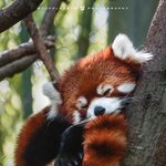 흉포하다고 잘못 알려진 <b>기요미들</b>