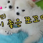 잘 <b>때</b>만 <b>사이</b> 좋은 아기 강아지