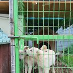 강아지들 도와주세요