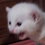 아 우리<b>반애</b> 개싫어;;