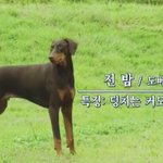 [모두드루와] <b>정국이</b> ㄹㅇ좋은 견주네