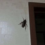 [19] 집에 <b>바선생</b> 있으면 어쩔래?