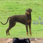 [방탄소년단] <b>연탄이</b>가 밤이보다 형아래….