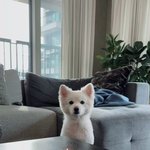 방탄 반려견들 다 졸기