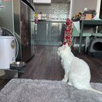 고양이 <b>꽃분</b>이