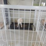 [강아지] 유기견 보호소 봉사 갔다옴
