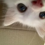 [드루와] 직경 작은 <b>렌즈</b>는 이쁘게 많이 나오는데