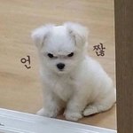 [댓글부탁해] 중3 고등학교 골라줘 제발 ㅠㅠ