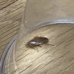 [<b>벌레</b>혐주의] ㅈ 됐다 집에서 계속 <b>벌레</b>나와 살려줘