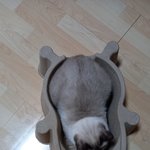 [고양이] <b>자랑</b>
