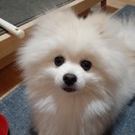 후기요~빠른 답변 위해서 강아지 얘기 올립니다