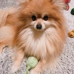 강아지를 찾습니다 (의정부 가능역 근처)