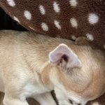 우리집 애기님 주무시는 중