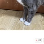 나 괭이 올린 집<b>산데</b>