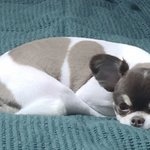 [NCT칠프] 말랭이 <b>미용</b>햇나보ㅓ