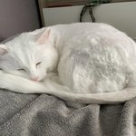 고양이 <b>꽃분</b>이