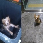 "음식물 쓰레기통 안에 버려진 강아지, 그 위엔 <b>벽돌</b>" 분노