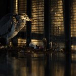 영국에 있다는 야생동물들