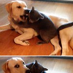 마음이 <b>몽글</b> '귀요미들의 전과 후'