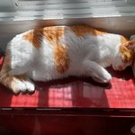 나의 동거묘 <b>도칠</b>이 21년 겨울맞이