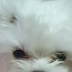 <b>연탄이</b> 몇살임?