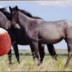 특목고가 뭐하는<b>데임</b>?