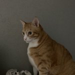 [고양이] 우리 <b>말랑</b>콩 냥이들 사진마나용