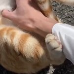 [NCT칠프] 냥이 <b>발</b> <b>옷</b> 소매에 닿앗다