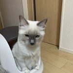 고양이 화장실갈때