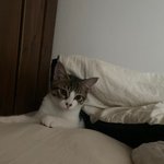 전북 <b>익산</b> 함열 고양이를 찾습니다.