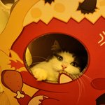 [고양이] 호두뷰 사진