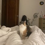 이 고양이 <b>종이</b> 뭘까??