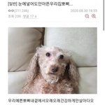 <b>디씨</b> 이거 강아지 학대야..?