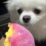 치즈고구마<b>모찌</b> 먹고있는데
