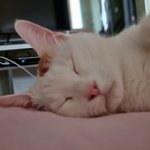 [고양이] 우리집 고양이 볼래?