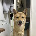 [강아지실종] <b>이태원동</b> 갈색 진도견 찾아요.