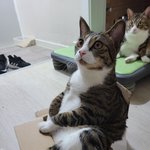 다섯마리 냥이 중 셋째 뚱띠 <b>리오</b> 사진