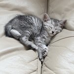 [고양이] 우리 냥이 어릴때랑 <b>딴판임</b>