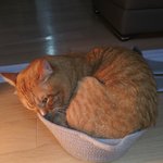 [고양이] 꼭 바구니에서 <b>자려</b>는 쳐절함