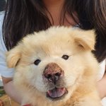 [이것좀봐줘] <b>마늘</b>밭살던 울강아지 넘 이쁘지ㅜ