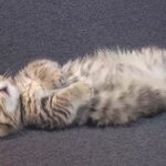 [방탄소년단] 사첵 부터 달리는 이삐들은 넘 늦게 잠들지 <b>마로</b>