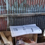 [고양이] 집주인이 시골집을 비운 사이 새끼낳은 길고양이