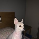 <b>울</b><b>집</b>강아지보고화푸세여~~