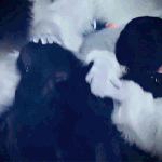 [방탄소년단] 박지민 <b>바디</b>체인 어쩔