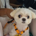 [강아지] 귀여운 <b>생명체</b> 우리 댕댕이 구경할래요??