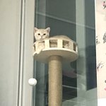 캣타워 <b>사</b>줬더니 올라가서 내려올<b>줄</b>을 모르는 내 냥이