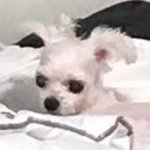 <b>유미</b>의세포들 나만