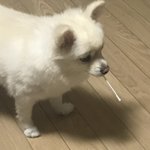 울 <b>강쥐</b> 조카 귀여움