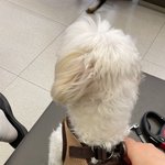 5년간 본 우리 강아지 지금 제일 <b>얌전</b>함