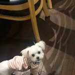[이것좀봐줘] <b>강쥐</b> 봐바 기욥지ㅠ